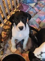 Top Quality, European mantle Female #2, a female Great Dane for sale in Gig Harbor, WA – 1 of 6