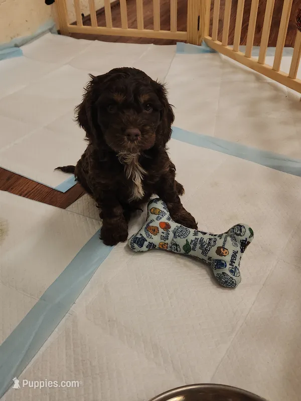 Topaz – Cockapoo, Poodle - Miniature  puppy for sale in Gig Harbor, WA