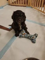Topaz, a male Cockapoo and Poodle - Miniature  for sale in Gig Harbor, WA – 5 of 6