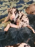 processed/aecc0d79-5199-4a0f-b14a-f40bb22e8651/listing/62ac877b-4dad-40f4-9755-8369ce637e5c/dcf7e8f7-4a9d-4be0-997f-de3c2319408a