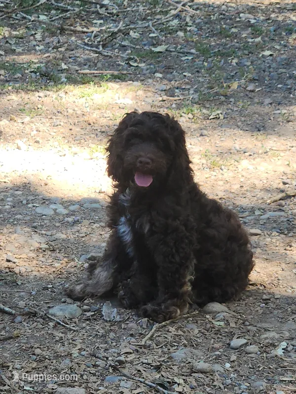Chip – Cockapoo, Poodle - Miniature  puppy for sale in Gig Harbor, WA