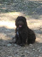 Chip, a male Cockapoo and Poodle - Miniature  for sale in Gig Harbor, WA – 1 of 10