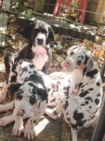 Harlequin female #1, a female Great Dane for sale in Gig Harbor, WA – 3 of 9