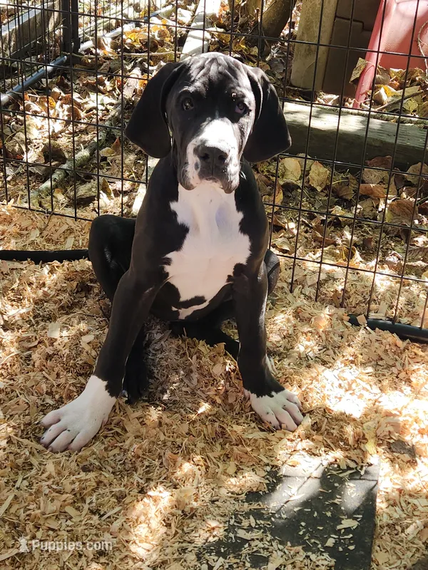 European Top Quality Mantle Female  – Great Dane puppy for sale in Gig Harbor, WA
