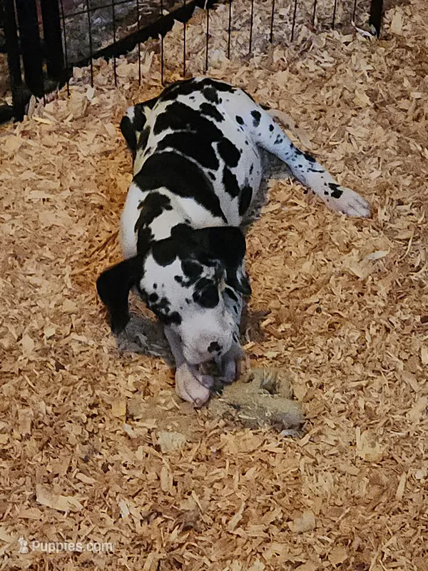 Top Quality, European Harlequin female #2 – Great Dane puppy for sale in Gig Harbor, WA