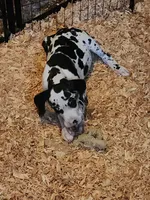 Harlequin female #2, a female Great Dane for sale in Gig Harbor, WA – 6 of 10