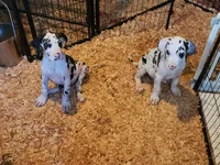 Harlequin female #1, a female Great Dane for sale in Gig Harbor, WA – 8 of 9