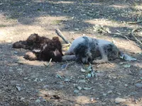 Brisket , a male Cockapoo and Poodle - Miniature  for sale in Gig Harbor, WA – 10 of 10