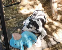 Top Quality, European Harlequin Female, a female Great Dane for sale in Gig Harbor, WA – 8 of 10