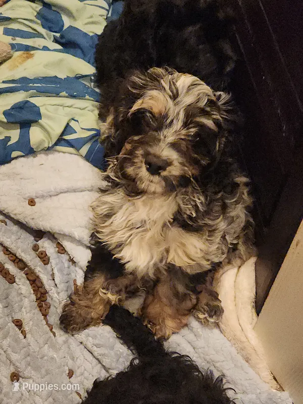 Crystal  – Cockapoo, Poodle - Miniature  puppy for sale in Gig Harbor, WA