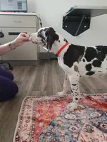 Top Quality, European Harlequin Female, a female Great Dane for sale in Gig Harbor, WA – 3 of 10