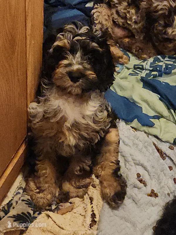 Pearl – Cockapoo, Poodle - Miniature  puppy for sale in Gig Harbor, WA