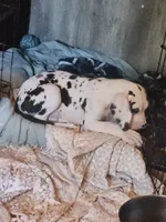 Harlequin male, a male Great Dane for sale in Gig Harbor, WA – 3 of 9