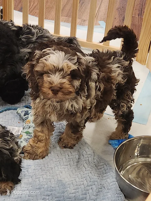 Indigo  – Cockapoo, Poodle - Miniature  puppy for sale in Gig Harbor, WA