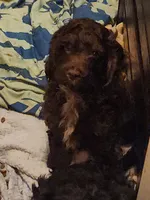 Father's Day Special $100 OFF!!, a male Cockapoo and Poodle - Miniature  for sale in Gig Harbor, WA – 8 of 10