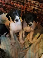 AKC TOP QUALITY EURO piebald female , a female Great Dane for sale in Gig Harbor, WA – 2 of 6