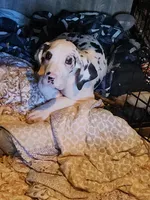 Harlequin male, a male Great Dane for sale in Gig Harbor, WA – 7 of 9