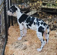 Top Quality, European Harlequin Female, a female Great Dane for sale in Gig Harbor, WA – 7 of 10