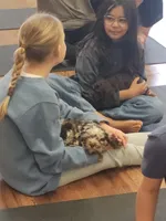 Topaz, a male Cockapoo and Poodle - Miniature  for sale in Gig Harbor, WA – 2 of 6