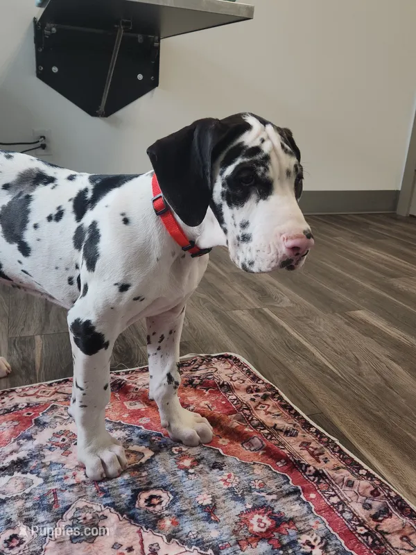 Top Quality, European Harlequin Female – Great Dane puppy for sale in Gig Harbor, WA