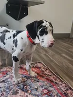 Top Quality, European Harlequin Female, a female Great Dane for sale in Gig Harbor, WA – 2 of 10