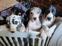 Top Quality, European piebald Female, a female Great Dane for sale in Gig Harbor, WA – 7 of 9