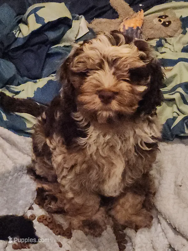 Indigo  – Cockapoo, Poodle - Miniature  puppy for sale in Gig Harbor, WA