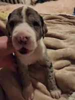 TOP EURO Merle mantle F, a female Great Dane for sale in Gig Harbor, WA – Photo 2 of 6