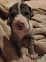 TOP EURO Merle mantle F, a female Great Dane for sale in Gig Harbor, WA – Photo 1 of 6