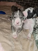 TOP EURO Merle mantle F, a female Great Dane for sale in Gig Harbor, WA – Photo 5 of 6