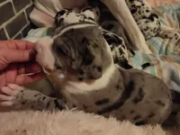 TOP EURO Merle mantle F, a female Great Dane for sale in Gig Harbor, WA – Photo 4 of 6