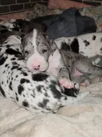 TOP EURO Merle mantle F, a female Great Dane for sale in Gig Harbor, WA – Photo 3 of 6