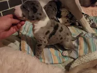 TOP EURO Merle mantle F, a female Great Dane for sale in Gig Harbor, WA – Photo 6 of 6