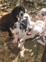 Mantle Female , a female Great Dane for sale in Gig Harbor, WA – 8 of 9