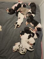 Top Quality Euro , a female Great Dane for sale in Gig Harbor, WA – 3 of 4