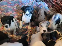 AKC TOP QUALITY  EURO mantle female #1, a female Great Dane for sale in Gig Harbor, WA – 3 of 5