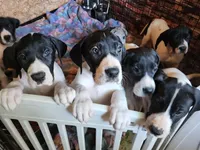 Top Quality, European mantle Female #2, a female Great Dane for sale in Gig Harbor, WA – 3 of 6