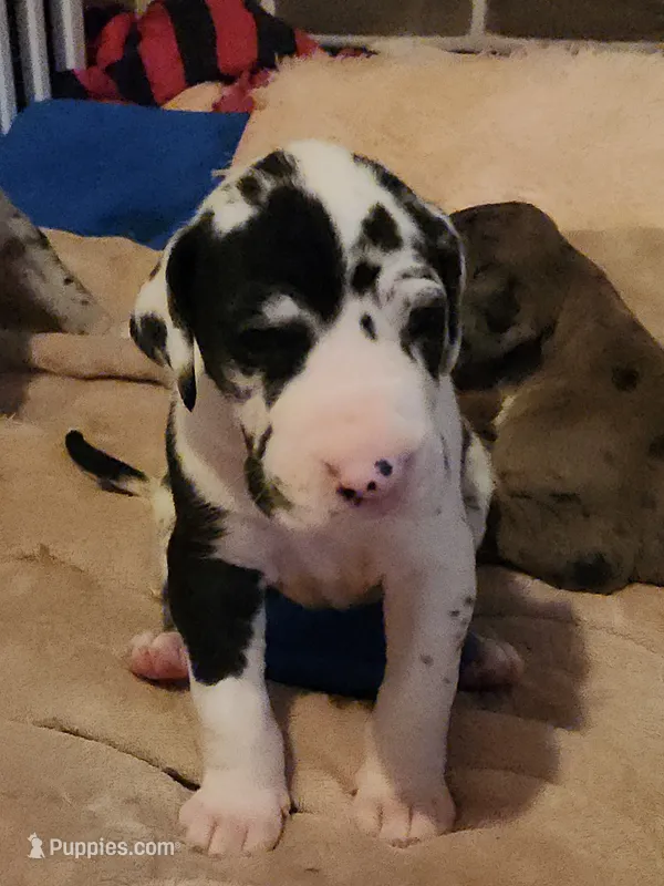 Top Quality Euro Harl Blue