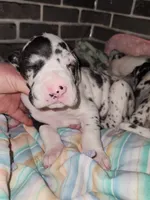 Top Quality Euro Harl Blue, a male Great Dane for sale in Gig Harbor, WA – Photo 4 of 8