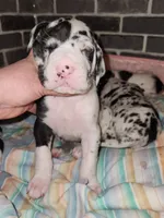Top Quality Euro Harl Blue, a male Great Dane for sale in Gig Harbor, WA – Photo 6 of 8