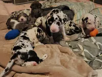 Top Quality Euro Harl Blue, a male Great Dane for sale in Gig Harbor, WA – Photo 3 of 8