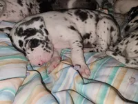 Top Quality Euro Harl Blue, a male Great Dane for sale in Gig Harbor, WA – Photo 5 of 8