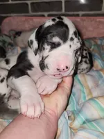 Top Quality Euro Harl Blue, a male Great Dane for sale in Gig Harbor, WA – Photo 8 of 8