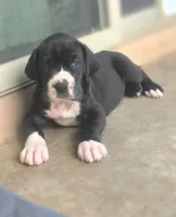 Mantle Female , a female Great Dane for sale in Gig Harbor, WA – 3 of 9