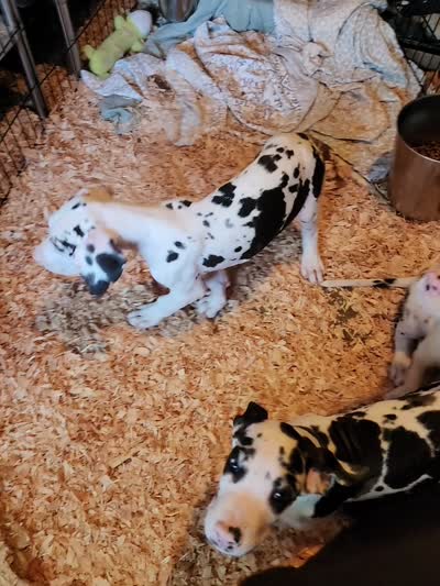 Harlequin male, a male Great Dane for sale in Gig Harbor, WA – 9 of 9
