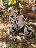 Harlequin male, a male Great Dane for sale in Gig Harbor, WA – 4 of 9