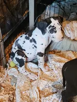 Harlequin female #2, a female Great Dane for sale in Gig Harbor, WA – 8 of 10