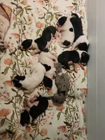 Top Quality Euro , a female Great Dane for sale in Gig Harbor, WA – 4 of 4