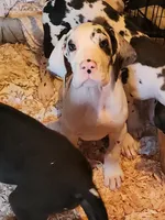 Harlequin female #1, a female Great Dane for sale in Gig Harbor, WA – 2 of 9