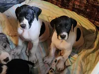 AKC TOP QUALITY EURO piebald female , a female Great Dane for sale in Gig Harbor, WA – 5 of 6